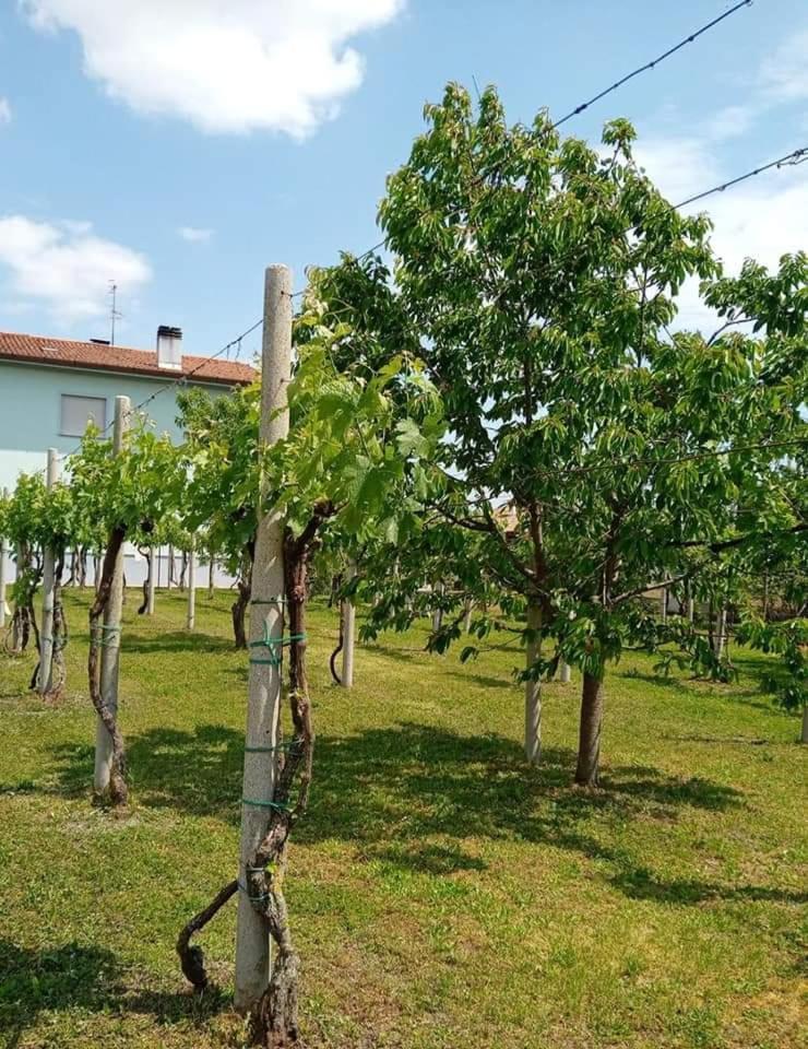 La Cjase Di Pieri E Vilme Bed & Breakfast Udine Exterior photo
